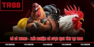 Đá Gà Thomo - Trải Nghiệm Cá Cược Kịch Tính Tại TR88